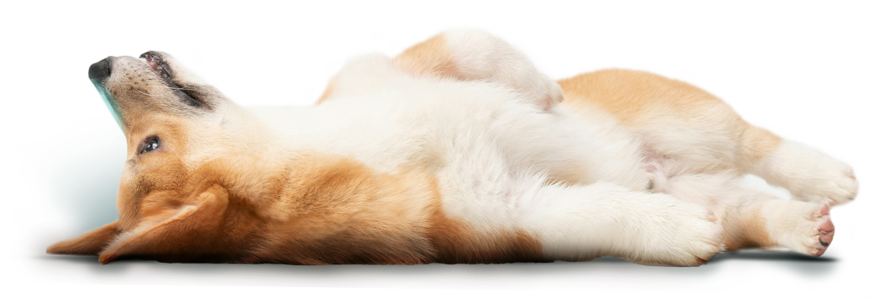 Corgi laying on its back