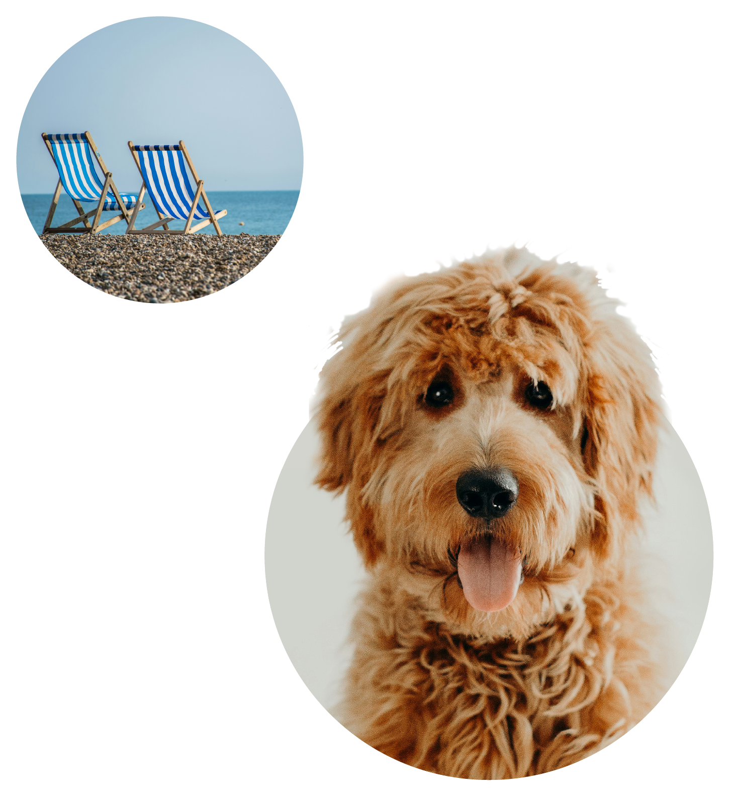 Image of a dog thinking about the beach