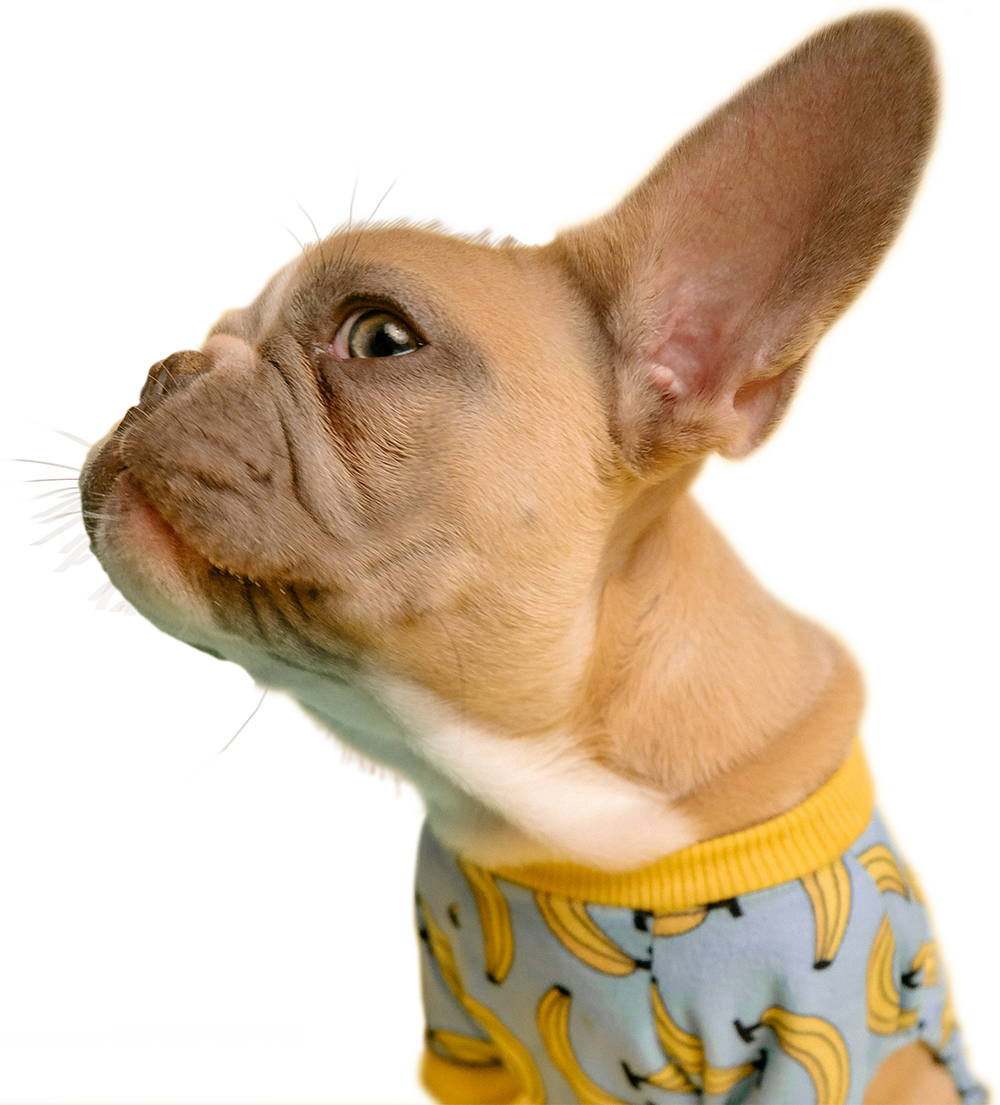 Image if a french bulldog with his ear pricked up